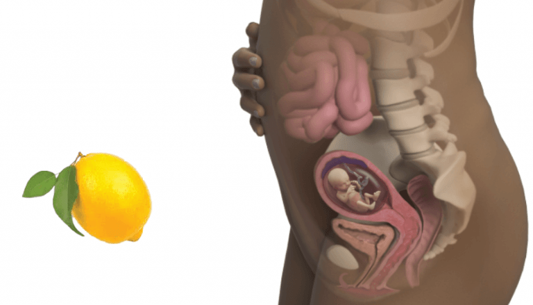 Crescimento Do Bebe Na Barriga Comparação Semana A Semana Com Frutas E Legumes Cantinho 