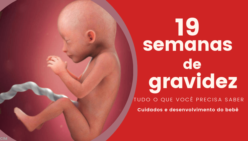 desenvolvimento fetal, 19 semanas de gravidez