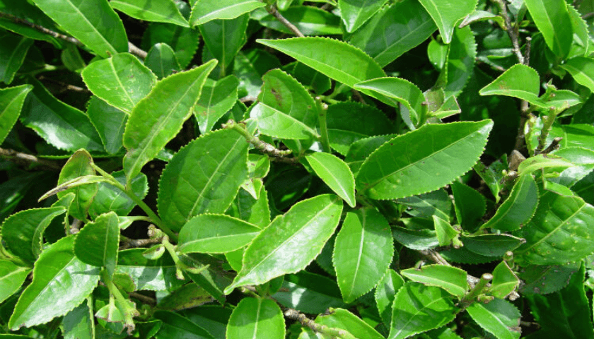 Camellia sinensis