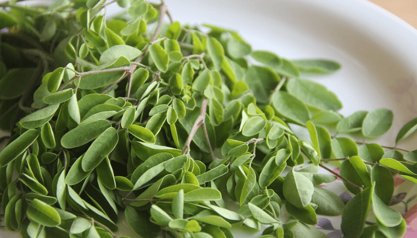 baquetas,  moringa dicas saudáveis 