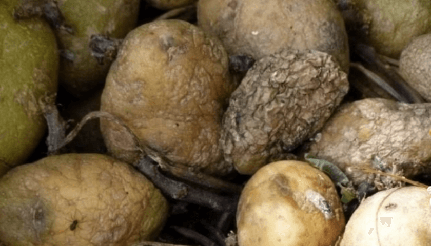 batatas, cuidados na alimentação