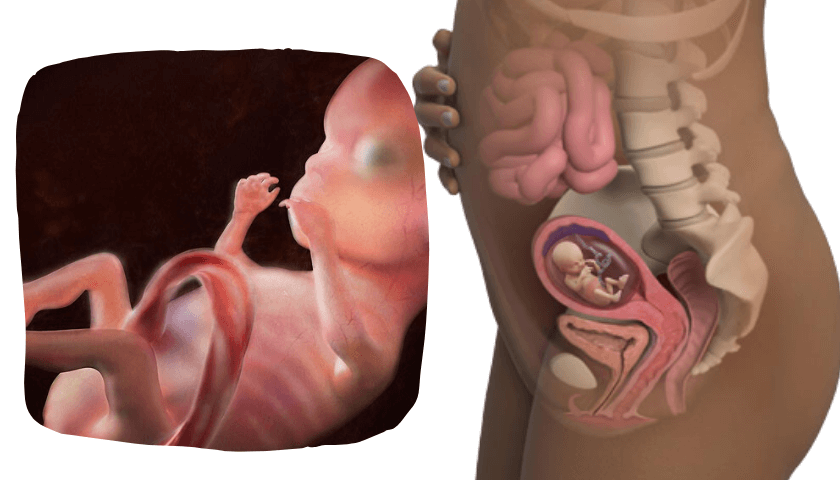 idade fetal e idade gestacional