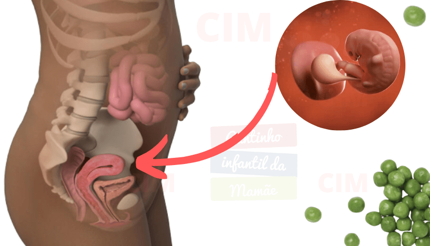 Crescimento Do Bebe Na Barriga Comparação Semana A Semana Com Frutas E Legumes Cantinho 